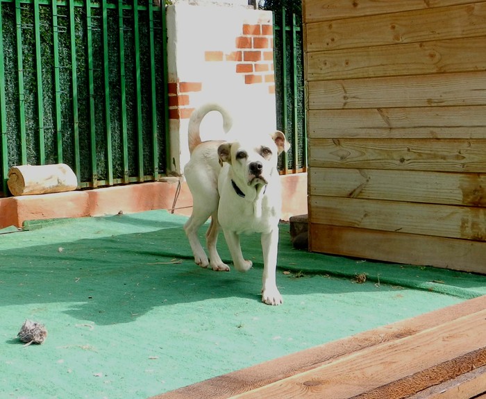 Hundevermittlung dieser Hund sucht dringend ein liebevolles Zuhause