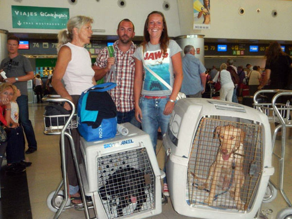 Flugpaten mit Hunden am Airport