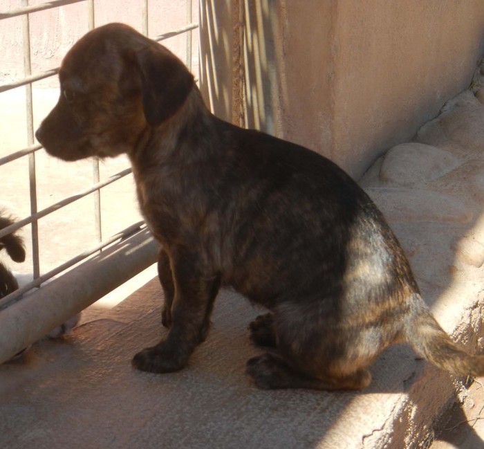 Hundevermittlung dieser Hund sucht dringend ein liebevolles Zuhause