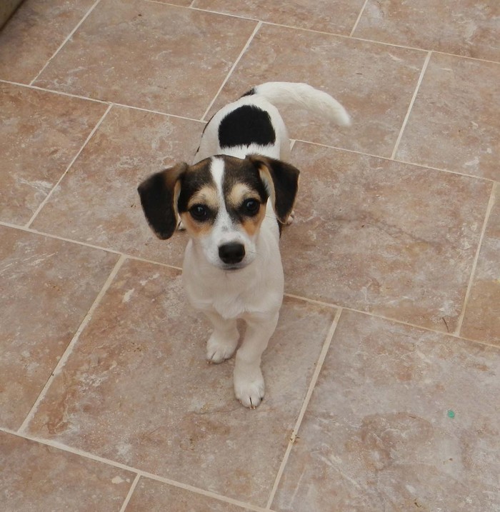 Hundevermittlung dieser Hund sucht dringend ein liebevolles Zuhause