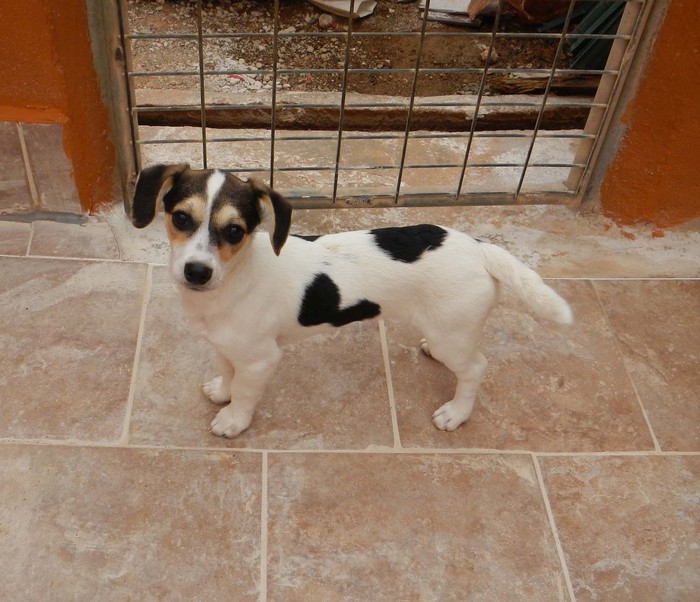 Hundevermittlung dieser Hund sucht dringend ein liebevolles Zuhause