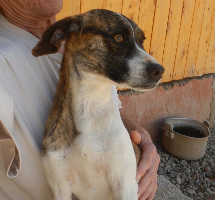 hund sucht dringend zuhause