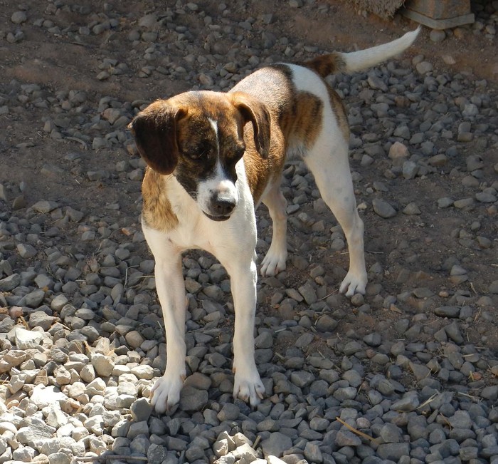 Hundevermittlung dieser Hund sucht dringend ein liebevolles Zuhause