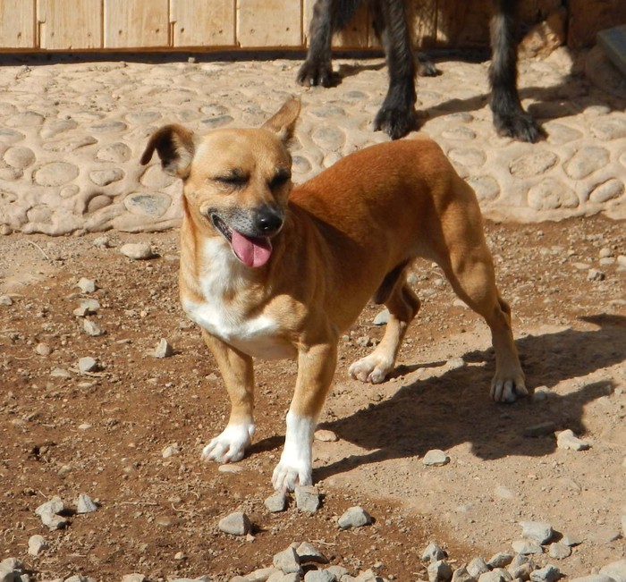 Hundevermittlung dieser Hund sucht dringend ein liebevolles Zuhause