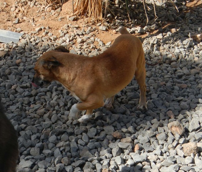 Hundevermittlung dieser Hund sucht dringend ein liebevolles Zuhause
