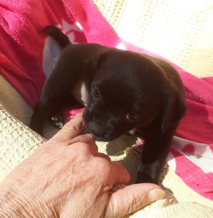 Hundevermittlung dieser Hund sucht dringend ein liebevolles Zuhause