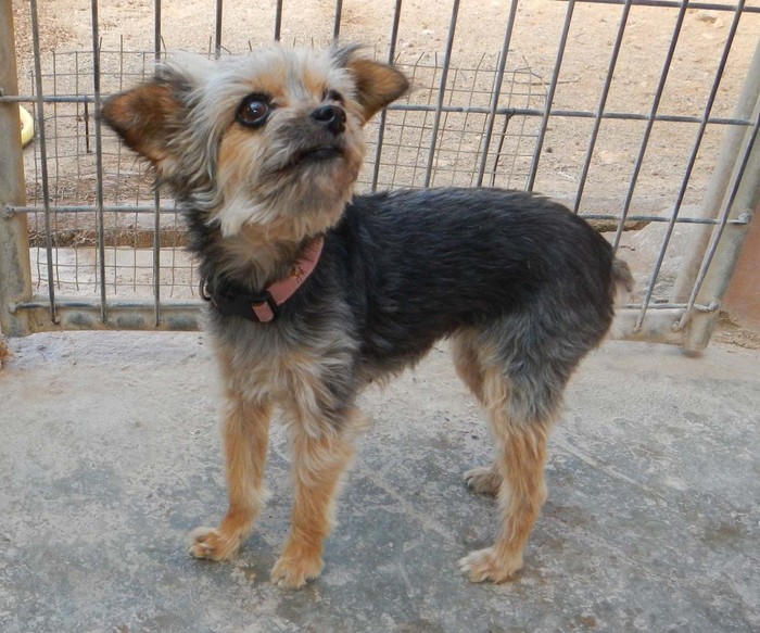 hund sucht dringend zuhause