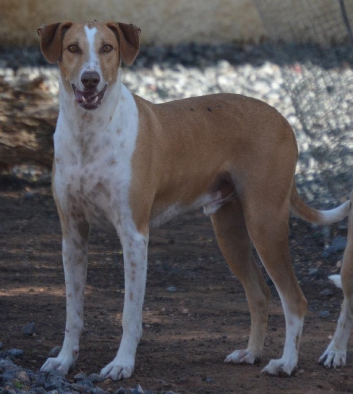 Hundevermittlung: dieser Hund sucht dringend ein liebevolles Zuhause