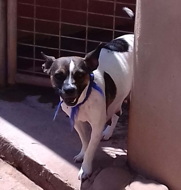 Hundevermittlung dieser Hund sucht dringend ein liebevolles Zuhause