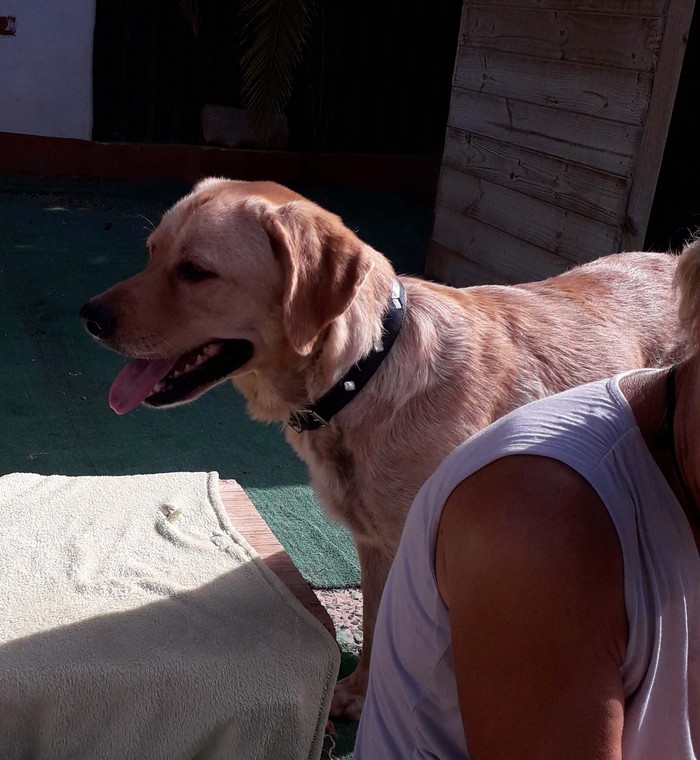 Hundevermittlung dieser Hund sucht dringend ein liebevolles Zuhause