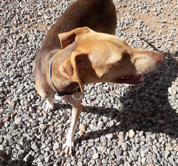 Hundevermittlung dieser Hund sucht dringend ein liebevolles Zuhause