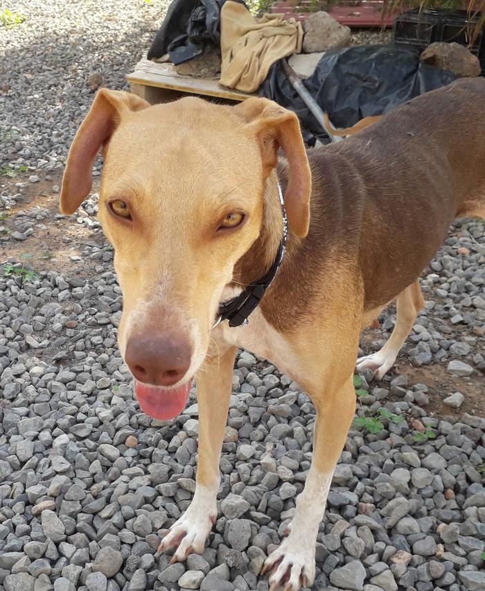 Hundevermittlung dieser Hund sucht dringend ein liebevolles Zuhause