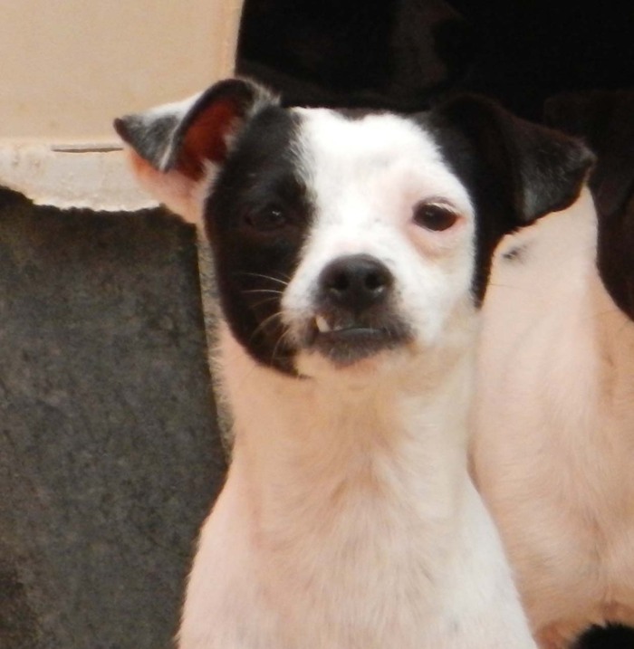 Hundevermittlung dieser Hund sucht dringend ein liebevolles Zuhause