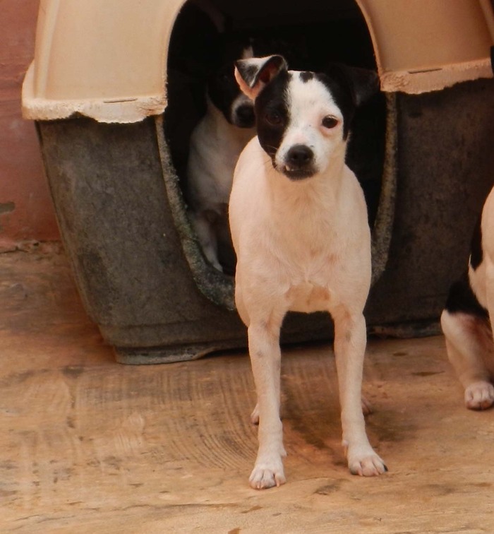 Hundevermittlung dieser Hund sucht dringend ein liebevolles Zuhause