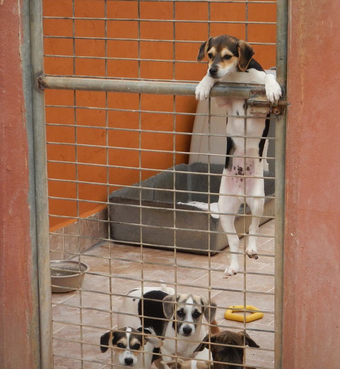 Hundevermittlung dieser Hund sucht dringend ein liebevolles Zuhause