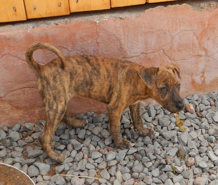 Hundevermittlung dieser Hund sucht dringend ein liebevolles Zuhause