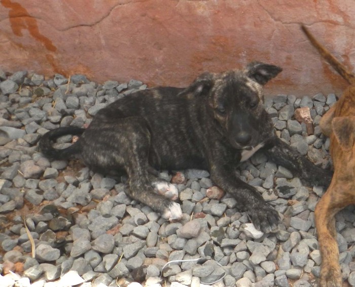 Hundevermittlung dieser Hund sucht dringend ein liebevolles Zuhause