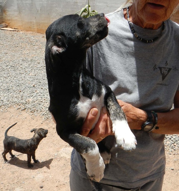 Hundevermittlung dieser Hund sucht dringend ein liebevolles Zuhause