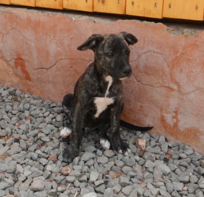 Hundevermittlung dieser Hund sucht dringend ein liebevolles Zuhause