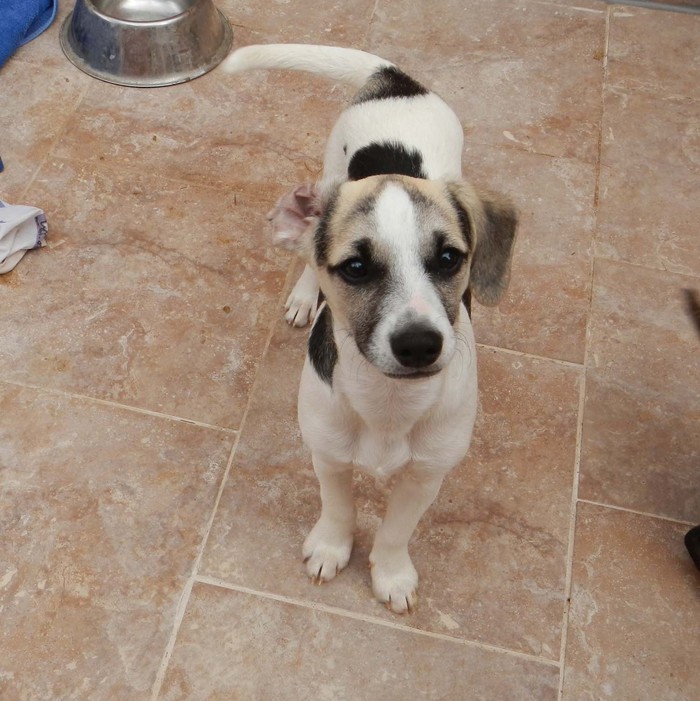 Hundevermittlung dieser Hund sucht dringend ein liebevolles Zuhause