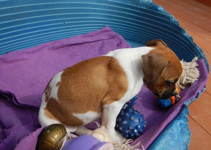 Hundevermittlung dieser Hund sucht dringend ein liebevolles Zuhause