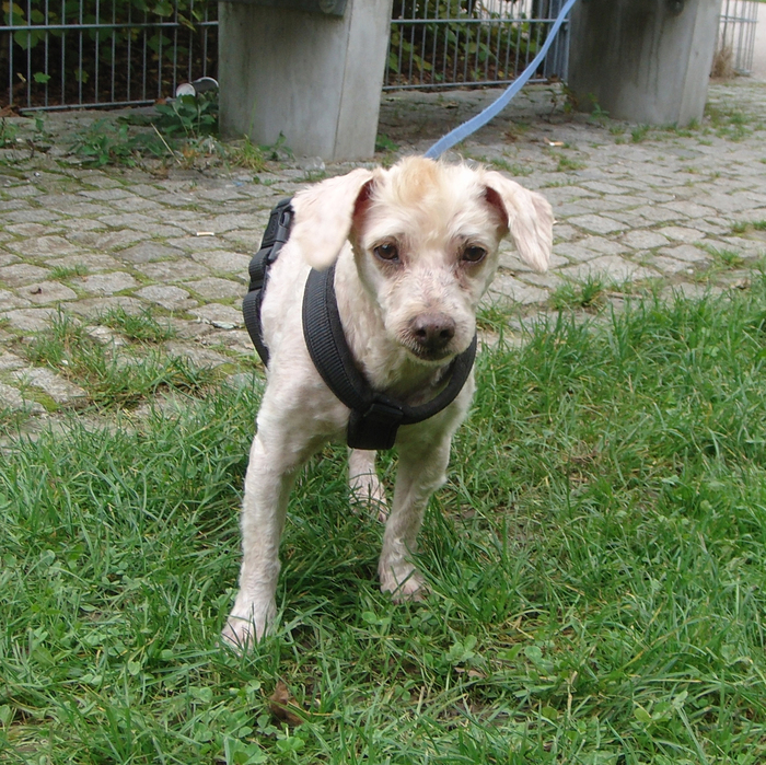 Hundevermittlung dieser Hund sucht dringend ein liebevolles Zuhause