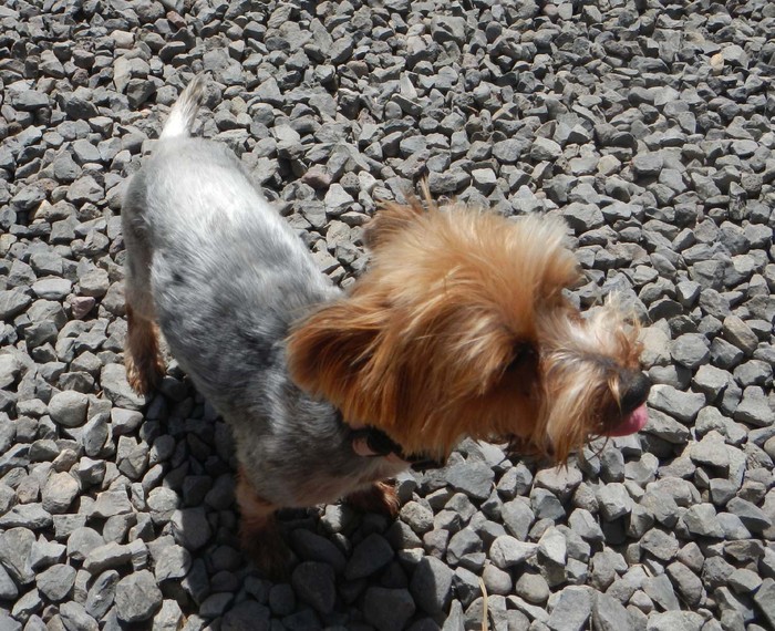 Hundevermittlung dieser Hund sucht dringend ein liebevolles Zuhause