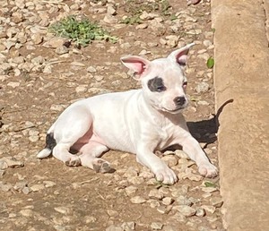 Hundevermittlung Diese Hunde Suchen Dringend Ein Liebevolles