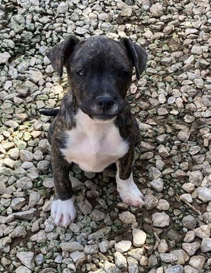 Hundevermittlung Diese Hunde Suchen Dringend Ein Liebevolles