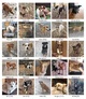 Fuer-immer-Hunde