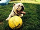 Gordo mit Ball