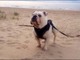 Gordo am Strand